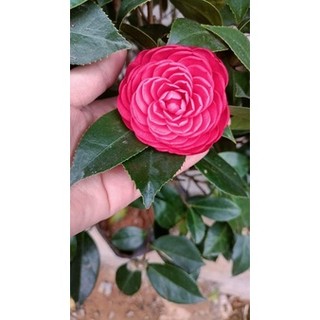 CÂY GIỐNG TRÀ MY ĐỦ MÀU (khách được chọn màu) BẦU BÁT