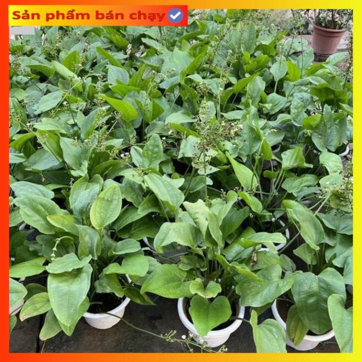 Cây bách thủy tiên cao 45cm, cây thủy sinh nở hoa đẹp, trang trí non bộ, tiểu cảnh hồ cá