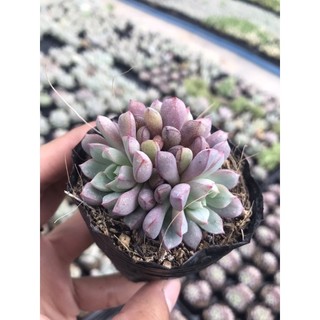 Sen Đá Ruby Tím Size Bầu Lỗi 1 Đổi 1