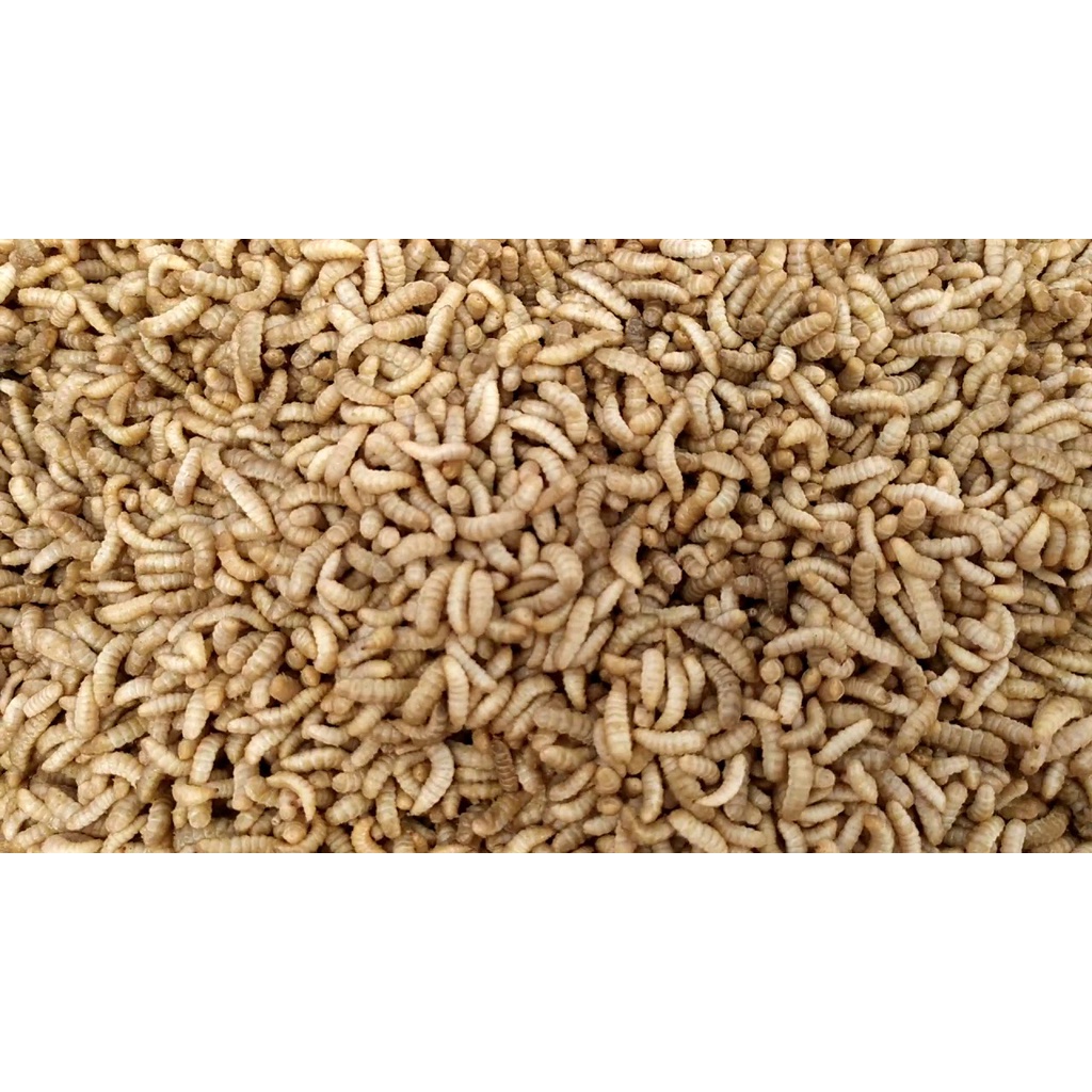 Sâu Canxi Tươi Sống Cho Gà,Cá,chim..Hoặc Câu Cá-ấu trùng ruồi lính đen