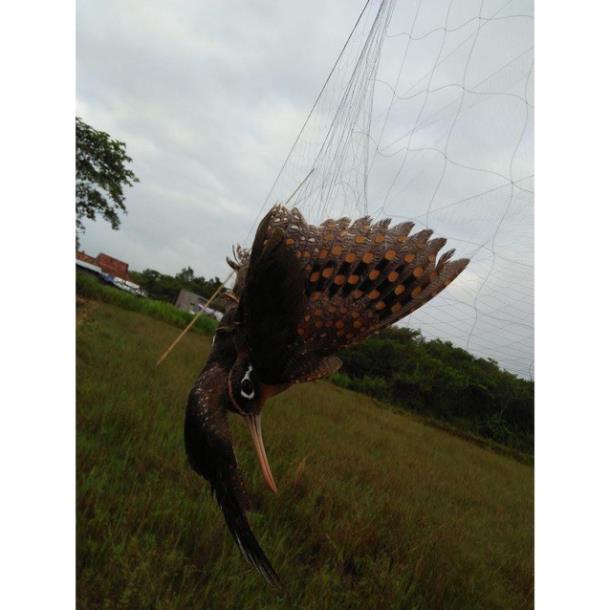 Lưới bẫy chim tàng hình hàng thái lan bắt các loại chim chào mào,chim ri+chim trao trảo + khuyên v..v0