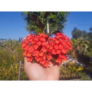 Mẫu đơn/bông trang phụng hoàng lửa