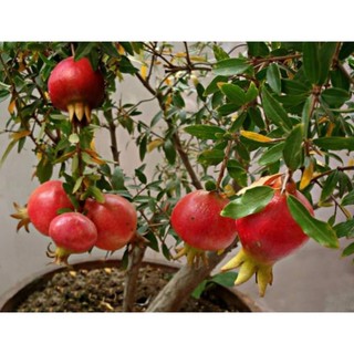Cây lựu lùn Ấn Độ giống