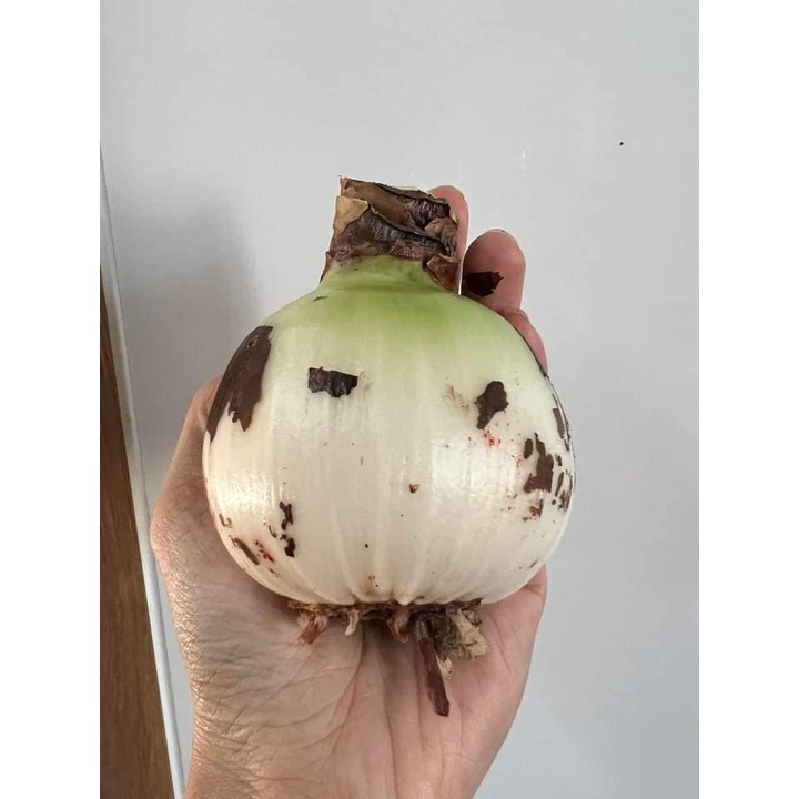 Củ hoa Lan huệ kép Dancing Queen