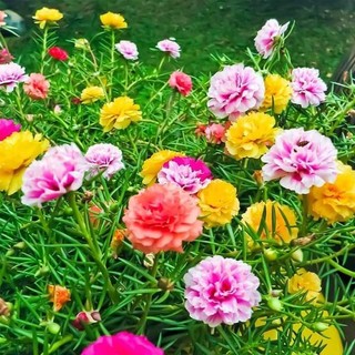 Gói 1000 hạt giống hoa mười giờ mỹ