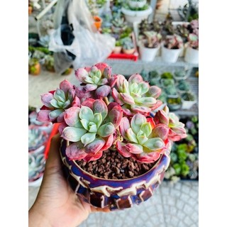 sen đá bò hạt thân thụ già