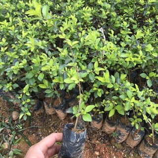 Cây chuỗi ngọc hoa tím