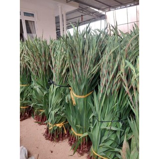 Củ hoa lay ơn đỏ (Củ giống nhập ngoại)