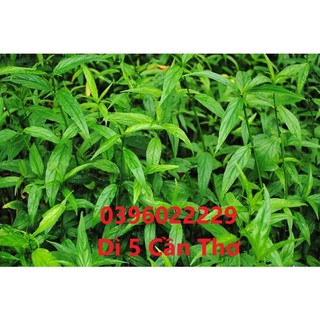 Cây xương khỉ bìm bịp mảnh cộng khô 1 ký