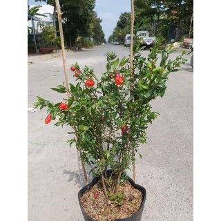 Cây 🌲 Lựu Mỹ....( siêu trái)