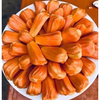 Mít ruột đỏ indonesia, CÂY TO khoẻ mạnh ra quả sớm. Cây giống chuẩn đúng loại, gửi cây nguyên bầu.