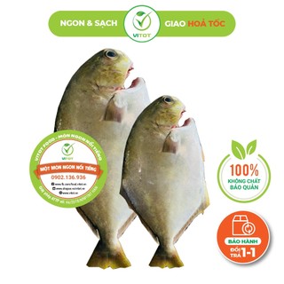 Siêu phẩm cá chim vàng anh vitot ngon ngất ngây con gà tây