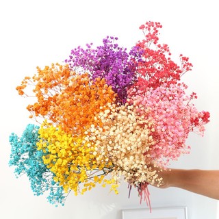 Hoa baby khô, Gypsophila hoa khô decor trang trí phòng ngủ, làm đồ handmade