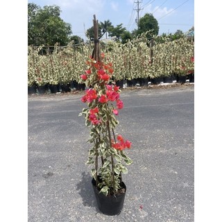 Cây giấy cẩm thạch đỏ và cam