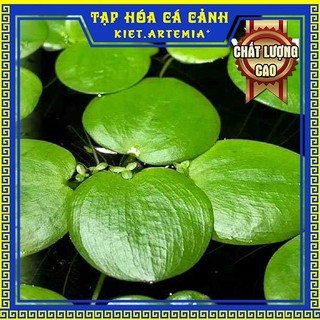Bèo nhật, cây thủy sinh, cây thủy sinh hồ cá, trang trí bể cá