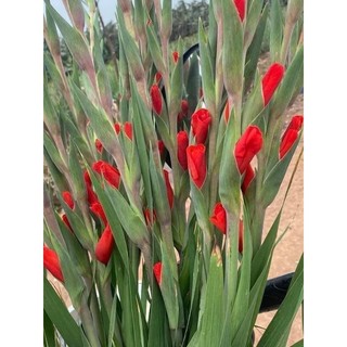 Củ hoa lay ơn đỏ (Củ giống nhập ngoại)