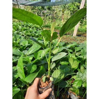CÂY VẢ MẬT GIỐNG( cây giống cao 40-60cm)