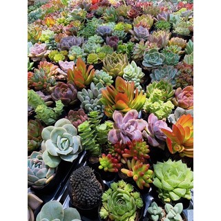 Sen đá size bầu 5-7cm mua 10 tặng 1