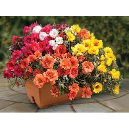 200 hạt giống hoa mười giờ kép (HT)