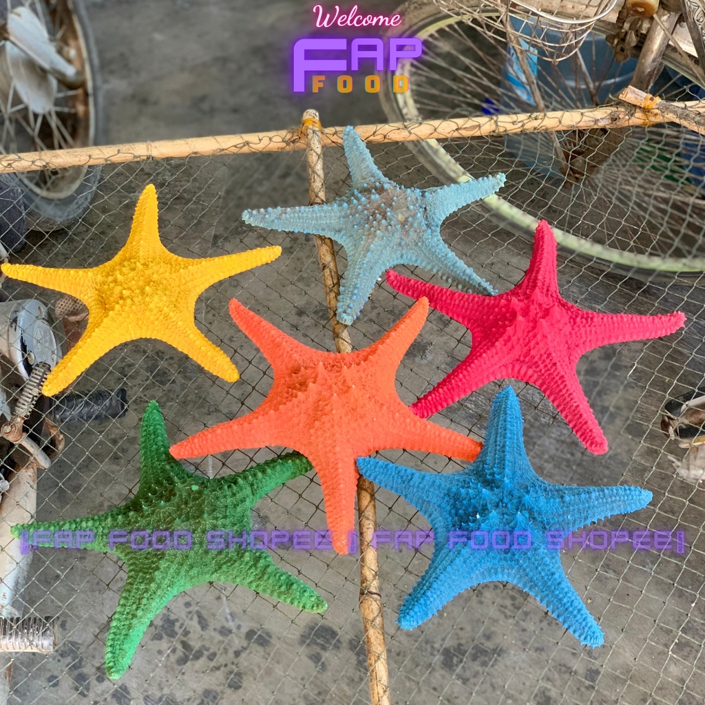 SAO BIỂN PHỐI NHIỀU MÀU LOẠI CON TO TRANG TRÍ DECOR SIÊU ĐẸP