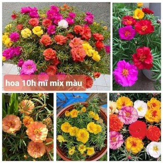 Hạt giống hoa mười giờ kép mỹ 1000 hạt