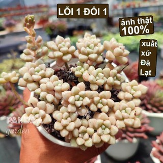 Sen Đá Kim Tuyến Thụ Size Trung 9-11cm, Vườn Sen Đá PANDAA GARDEN Xuất Xứ Đà Lạt Khoẻ Đẹp, Lỗi 1 Đổi 1
