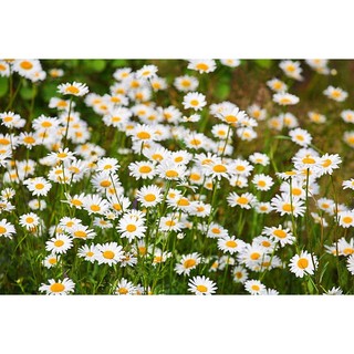 Hạt giống hoa cúc mắt bò- Hoa cúc dại Marguerite