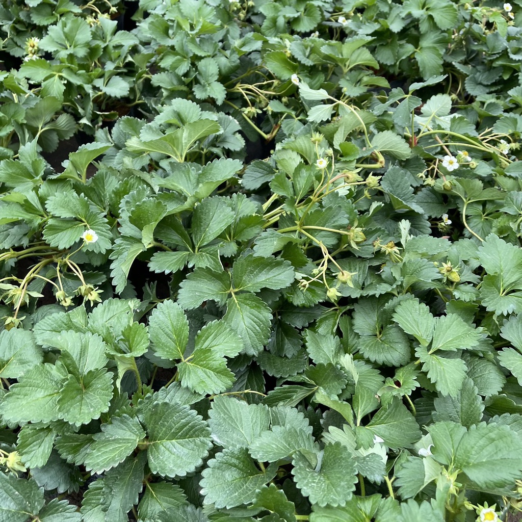 Cây dâu tây bụi xum trồng sẵn bịch đen đã có thể cho ra trái