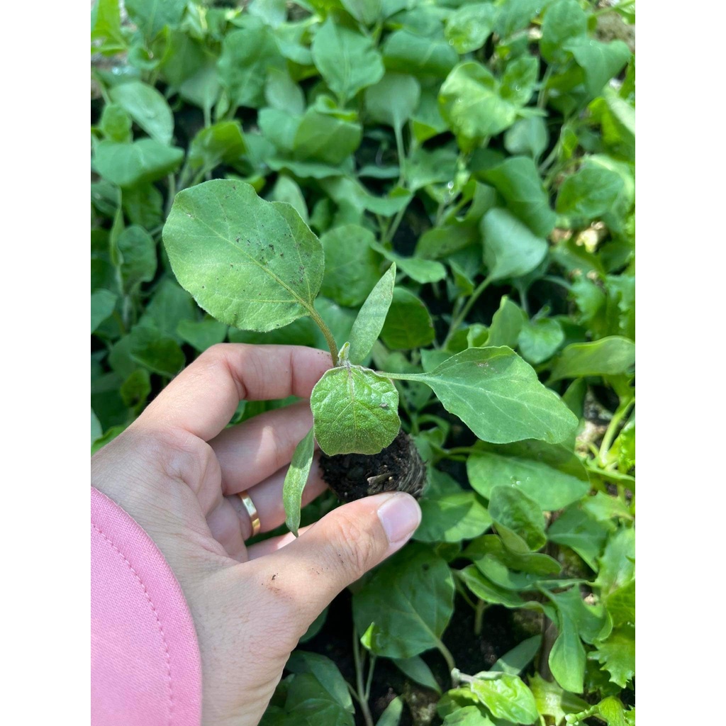 CÂY CON CÀ TÍM COMBO 2 CÂY