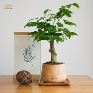 Chậu cây hạnh phúc biểu tượng tình yêu , may mắn , bình an | THE FISH DESIGN SIZE M
