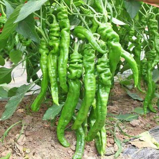 Hạt giống ớt nhăn 50 hạt/gói