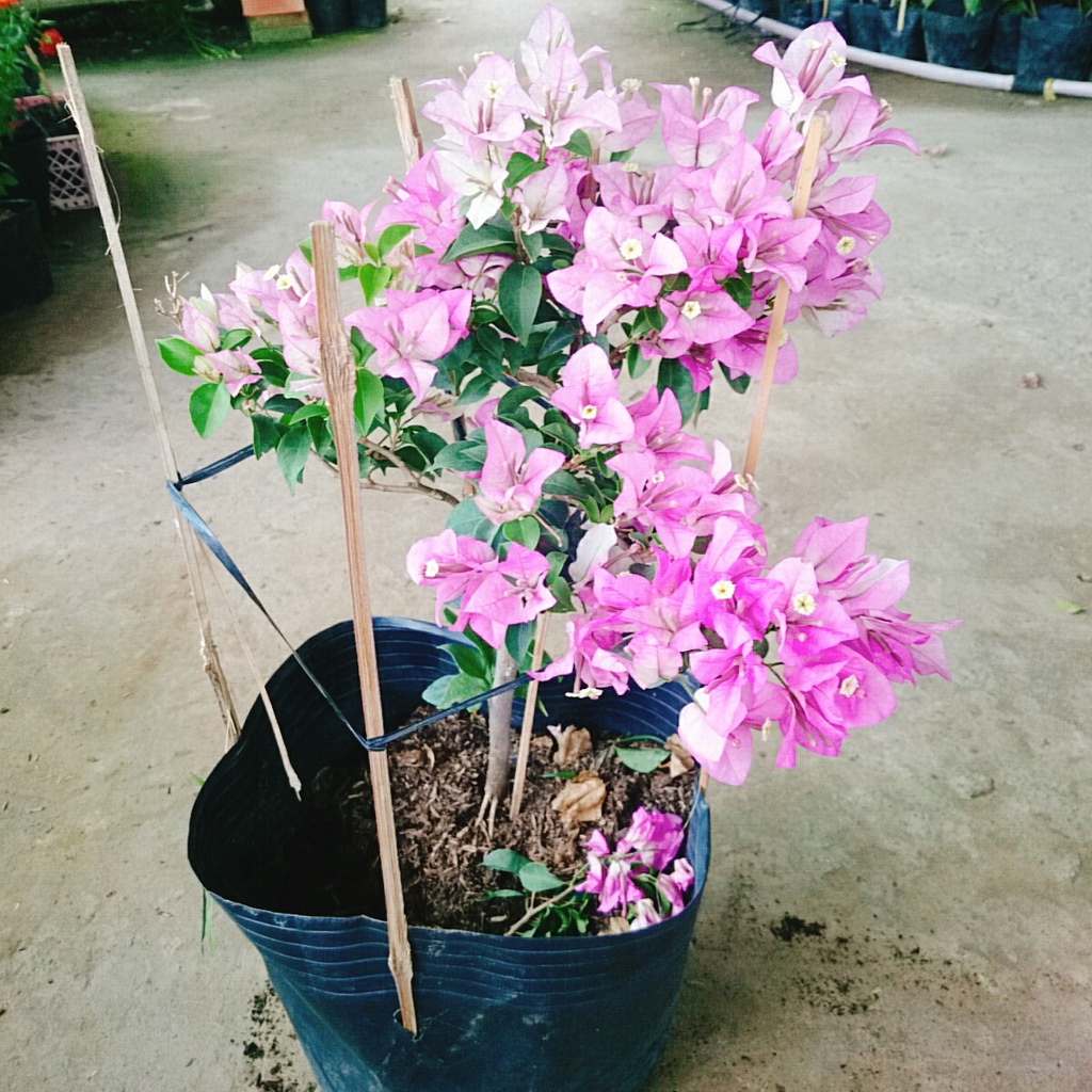 Hoa Giấy Tím Tuyết - cây cảnh đẹp trang trí sân vườn