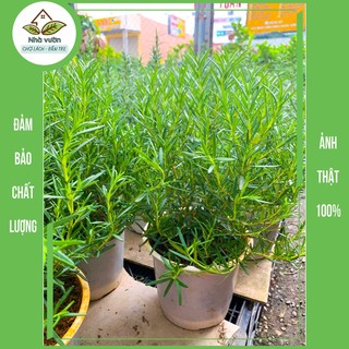 Cây hương thảo cao 35-40cm chậu to