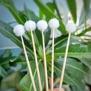 Bông se tai lông vịt chuẩn không xù lông