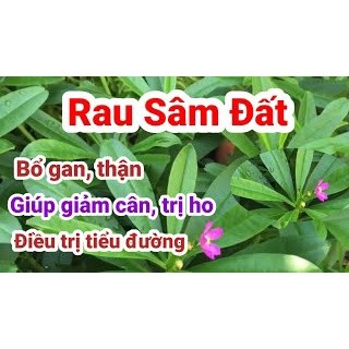 Cây sâm đất, thổ sâm
