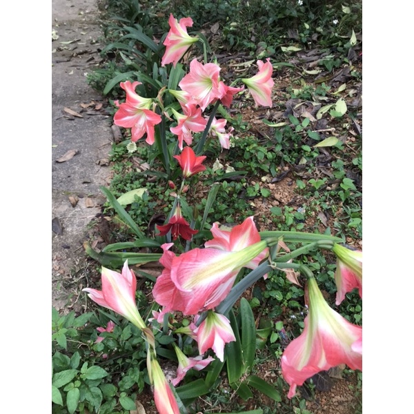 Cây loa kèn-  Lan Huệ Tây