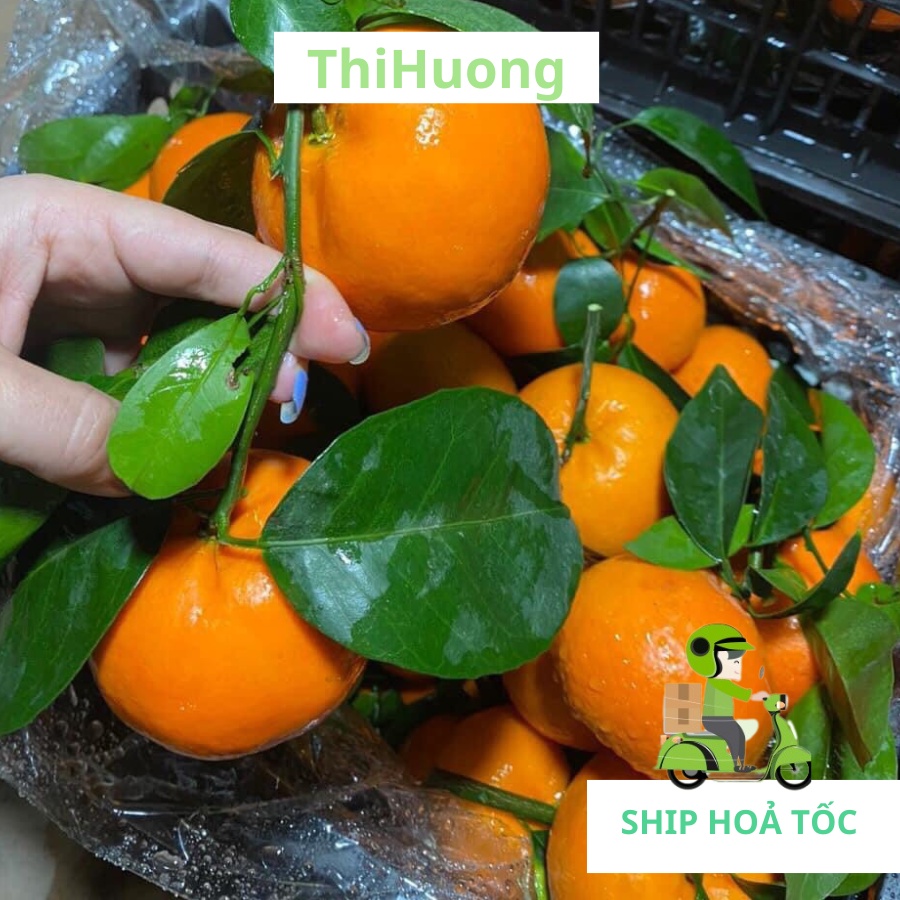 1 kg Quýt loại ngon - Ship hoả tốc Hà Nội