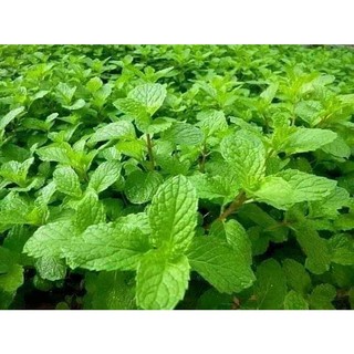 Hạt giống húng lủi húng bạc hà ta