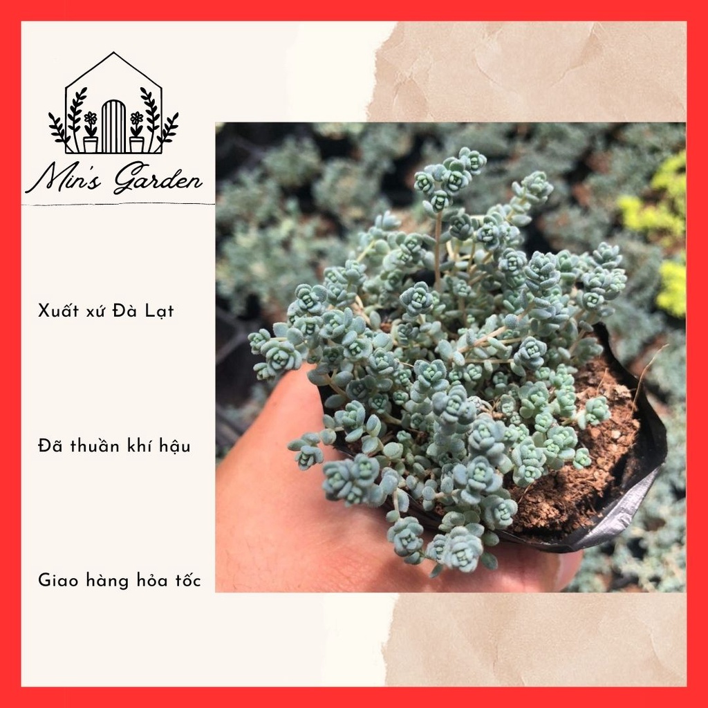 Sen đá sedum hoa hồng size bầu 5-7cm 🔥FREE SHIP🔥 Xuất xứ Đà Lạt, đã thuần khí hậu