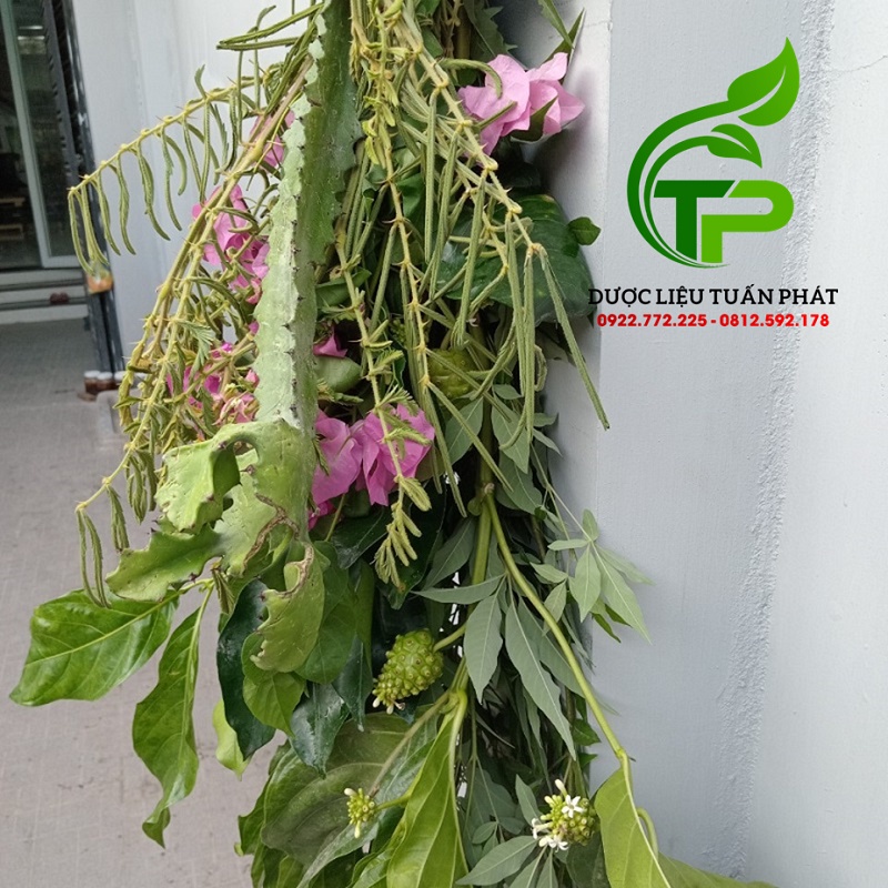 COMBO 7 loại gai trừ tà, xả vận xui đại cát đại lộc