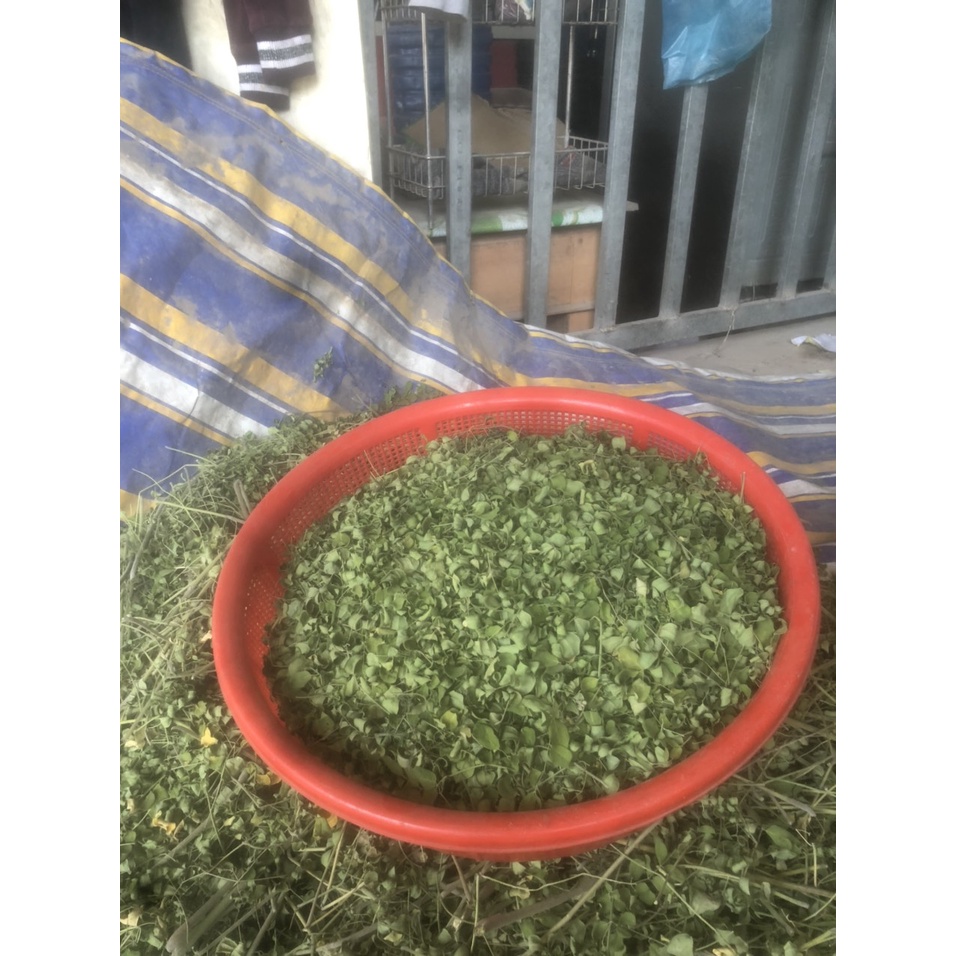 Lá chùm ngây khô