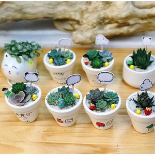 COMBO 3 sen đá MIX CHẬU ĐẸP để bàn