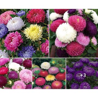 Hạt giống cúc đại đoá mix màu