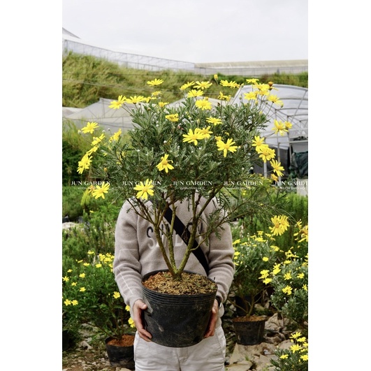 Cây Cúc Hoạ Mi Thân Gỗ JUN GARDEN bonsai hoa vàng