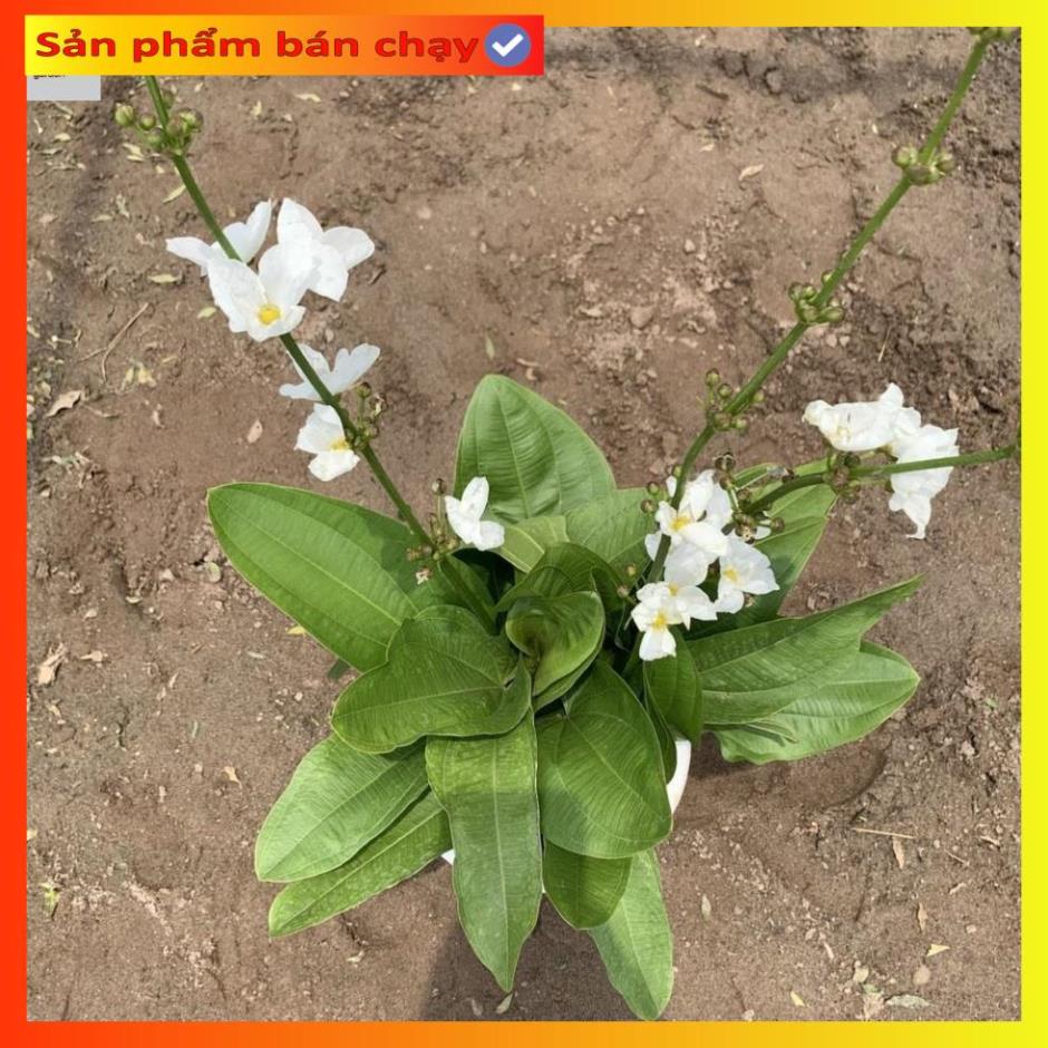 Cây bách thủy tiên cao 45cm, cây thủy sinh nở hoa đẹp, trang trí non bộ, tiểu cảnh hồ cá