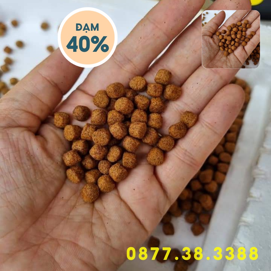 Cám Cá Koi Daily Koi Food 40% Đạm Giúp Koi Tăng Trưởng Lên Màu Và Body Đẹp