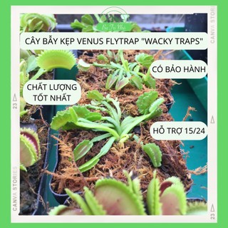 Cây bẫy kẹp bắt mồi ăn thịt bắt ruồi Venus Flytrap "Wacky Traps" Dionaea Muscipula I Ba Tri Nhỏ