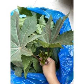 (HOẢ TỐC SG) - LÁ THẦU DẦU TÍA TƯƠI