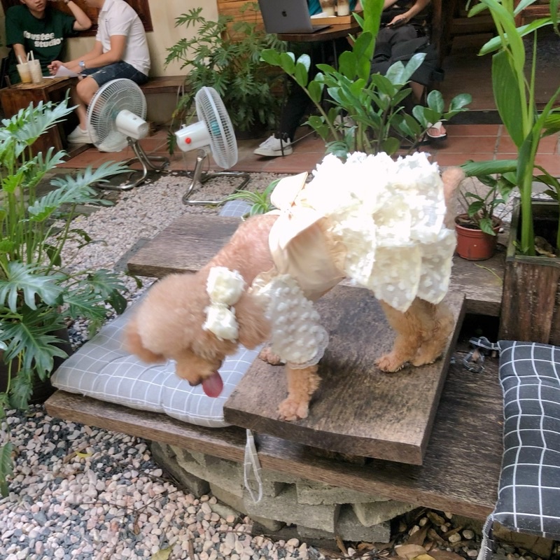 Váy công chúa, váy cô dâu chó mèo cao cấp