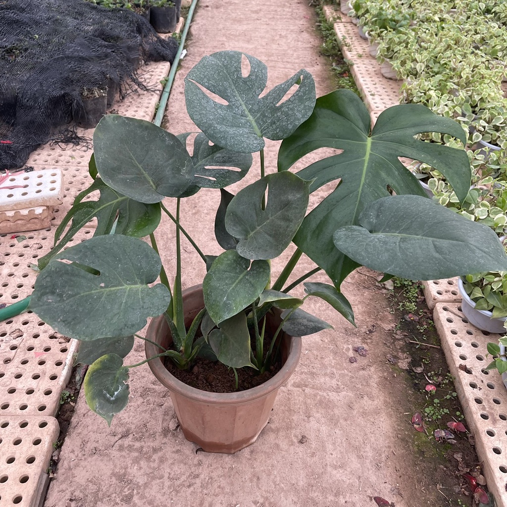 Cây trầu bà nam mỹ Monstera(trầu bà lá xẻ) xum tán trồng 2,3 gốc 1 chậu chiều cao 65-70cm trang trí nội thất
